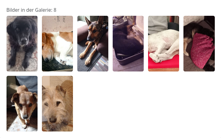 Darstellung Galerie-Block